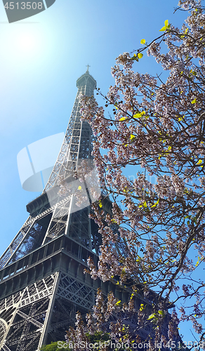 Image of Eiffel Tower on blue sky sunny background with beautiful bloomin