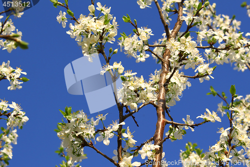 Image of Branch of a spring tree with beautiful white flowers