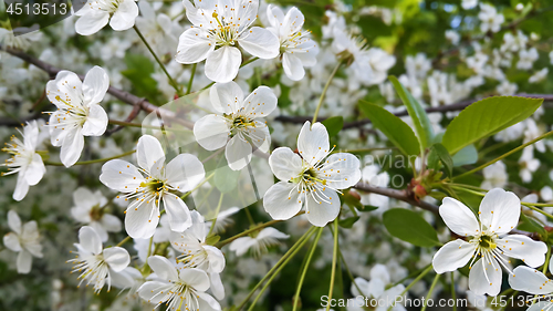 Image of Beautiful branch of spring blooming tree