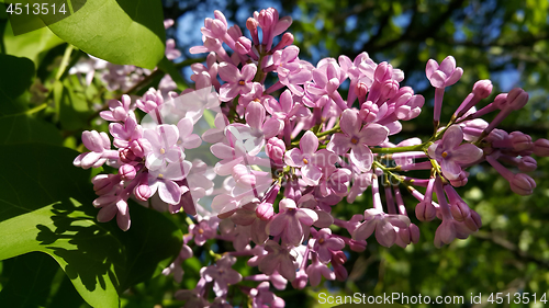 Image of Beautiful blossoming lilac flowers