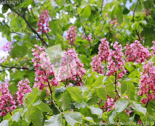 Image of Branches of the red blooming horse-chestnuts