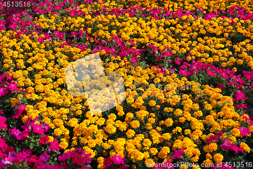 Image of Beautiful Marigolds (Tagetes) and pink Petunia flowers