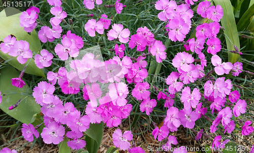 Image of Beautiful pink flowers of carnation