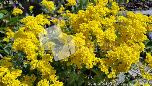 Image of Beautiful yellow flowers 