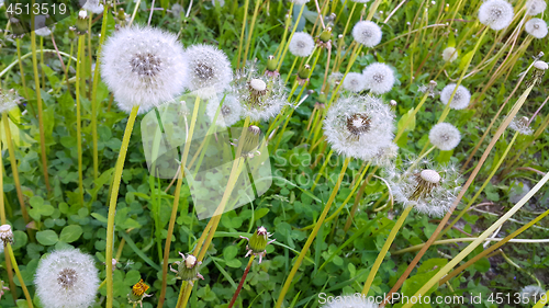 Image of Beautiful white dandelions