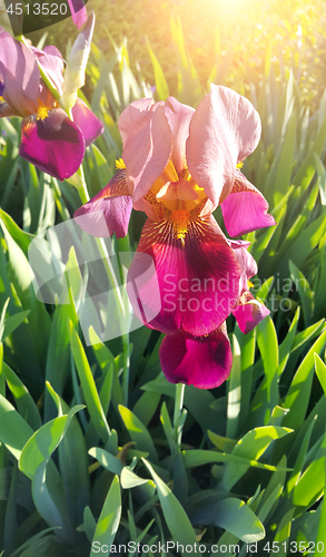 Image of Beautiful iris flower in sunlight