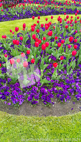 Image of Green lawn with beautiful tulips and violets