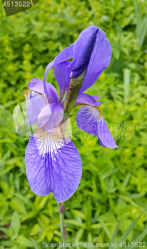 Image of Beautiful iris flower