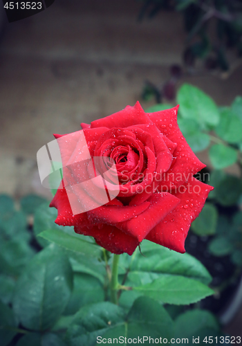 Image of Beautiful red rose