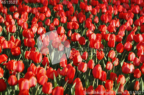 Image of Beautiful red tulips