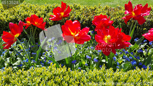 Image of Beautiful Tulips and Forget Me Not flowers