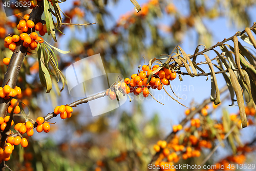 Image of Branches of sea buckthorn