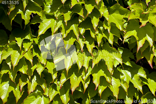 Image of Green leaves pattern background. Natural background.