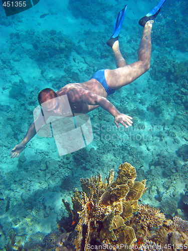Image of Diver