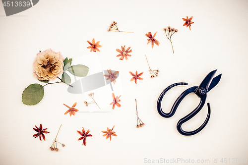 Image of Black scissors and dried flowers on light canvas