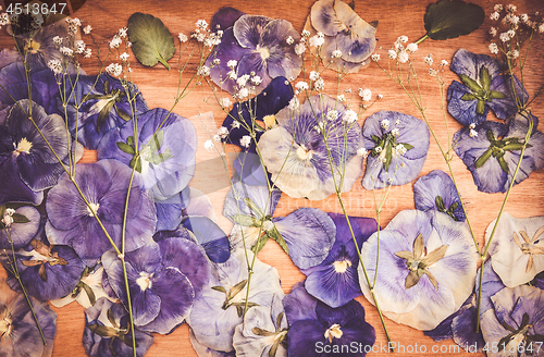 Image of Dried pansies and gypsophila on wooden background
