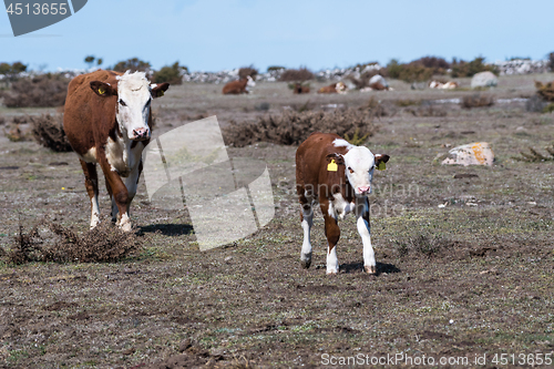 Image of Cow and her calf on the go in a great plain grassland