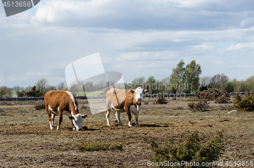 Image of Grazing cattle in a dry grassland