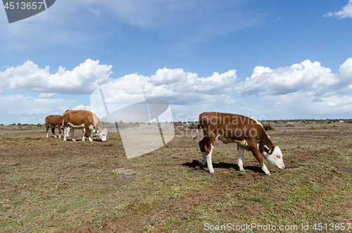 Image of Herd with grazing cattle at a great plain grassland