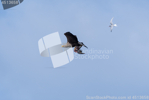 Image of Flying White Tailed Eagle with catch against blue sky