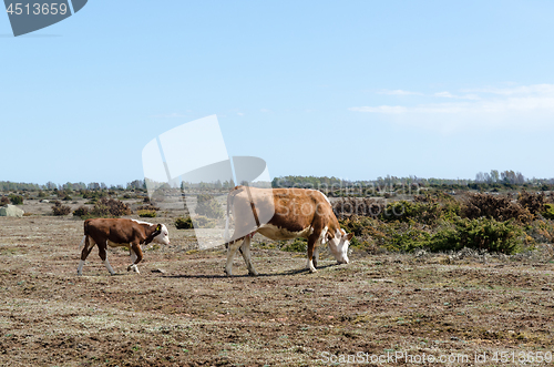 Image of Grazing cow and calf at a dry great plain grassland