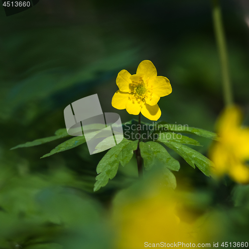 Image of Sunlit beautiful blossom yellow windflower