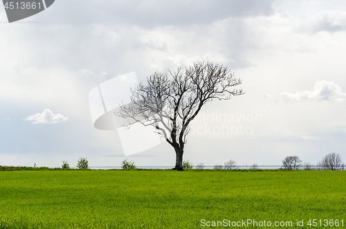 Image of Lone leafless big tree in a green corn field