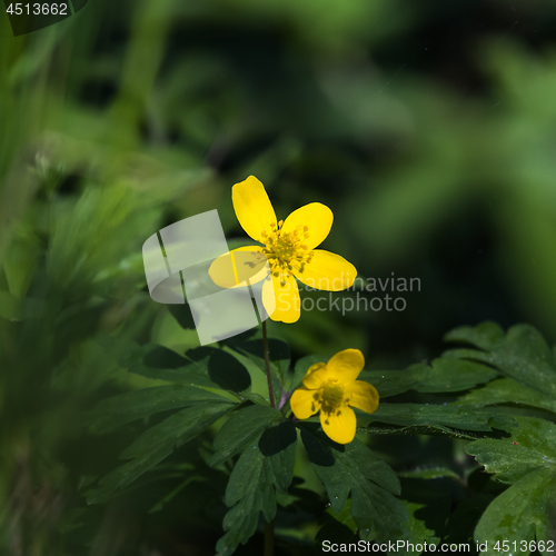 Image of Beautiful blossom yellow wood anemone closeup