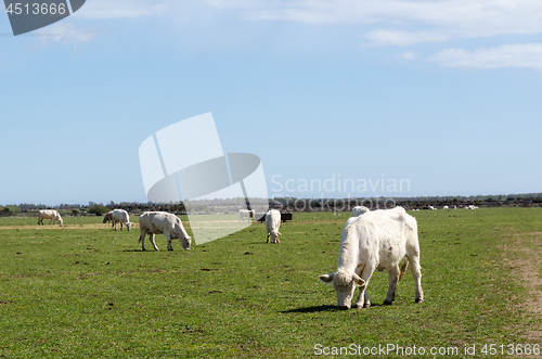 Image of Grazing white cattle in a green plain landscape
