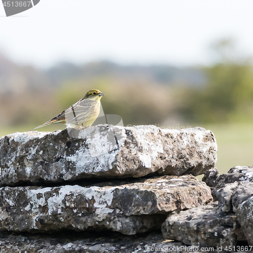 Image of Male Yellowhammer bird sitting in a natural habitat