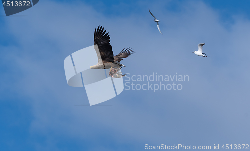 Image of White Tailed Eagle flying with catch and followed by other birds