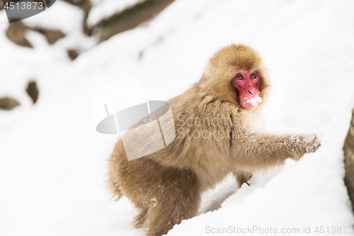 Image of japanese macaque or monkey searching food in snow