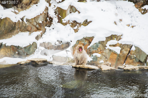 Image of japanese macaque or snow monkey in hot spring