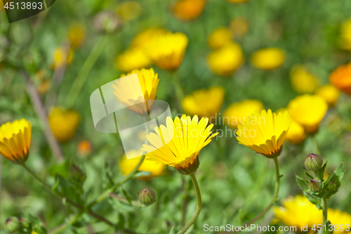 Image of Green field with yellow spring flowers. 