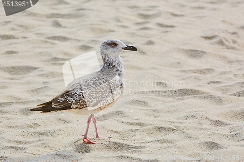 Image of Seagull on Sand