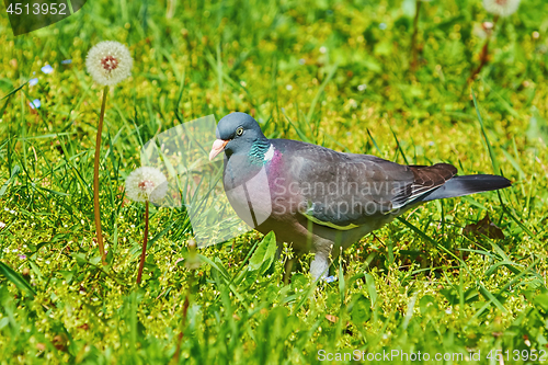 Image of Common Wood Pigeon