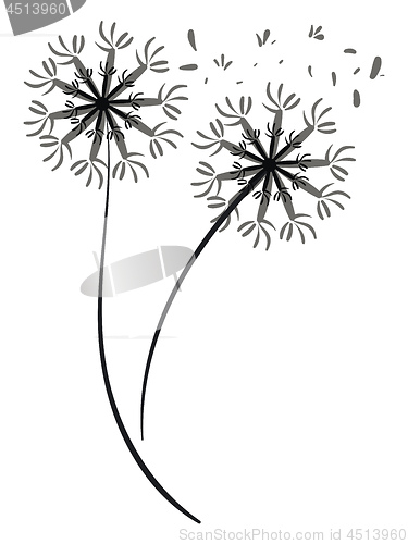 Image of Pair of a dandelion silhouette vector or color illustration