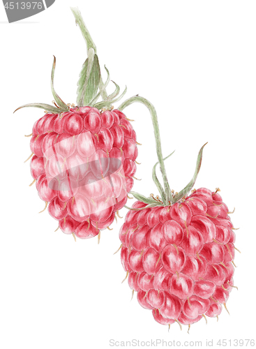 Image of Red raspberry (Rubus idaeus) two mature fruits botanical drawing