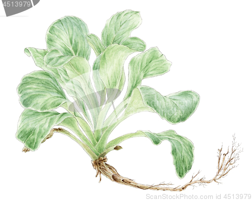 Image of Corn salad (Valerianella locusta) plant botanical drawing over w