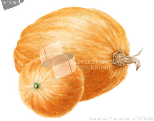 Image of Two pumpkins (Cucurbita pepo) drawing over white background