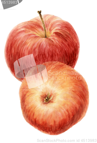 Image of Two red apple fruits (Malus domestica) over white background