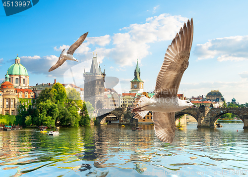 Image of Seagulls and bridge