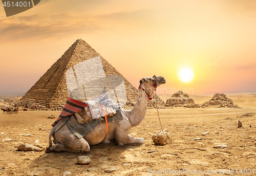 Image of Camel in sandy desert