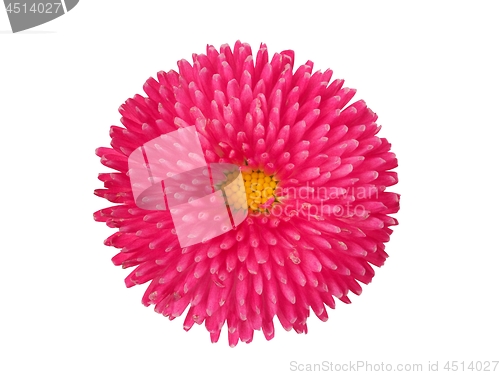 Image of Pink flower on white