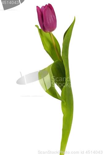 Image of Purple tulip on white