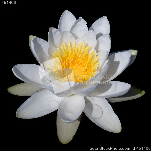 Image of Waterlilly on black