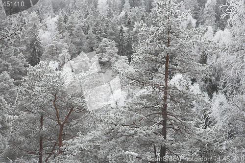 Image of Snow covered forest