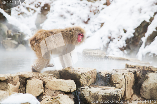 Image of japanese macaque or snow monkey at hot spring