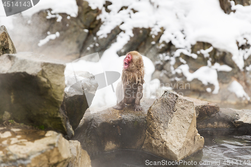 Image of japanese macaque or snow monkey in hot spring