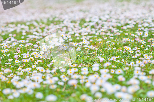 Image of Chamomile flowers spring field background. Meadow background.